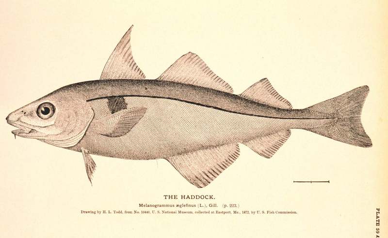 Haddock (Melanogrammus aeglefinus).jpg