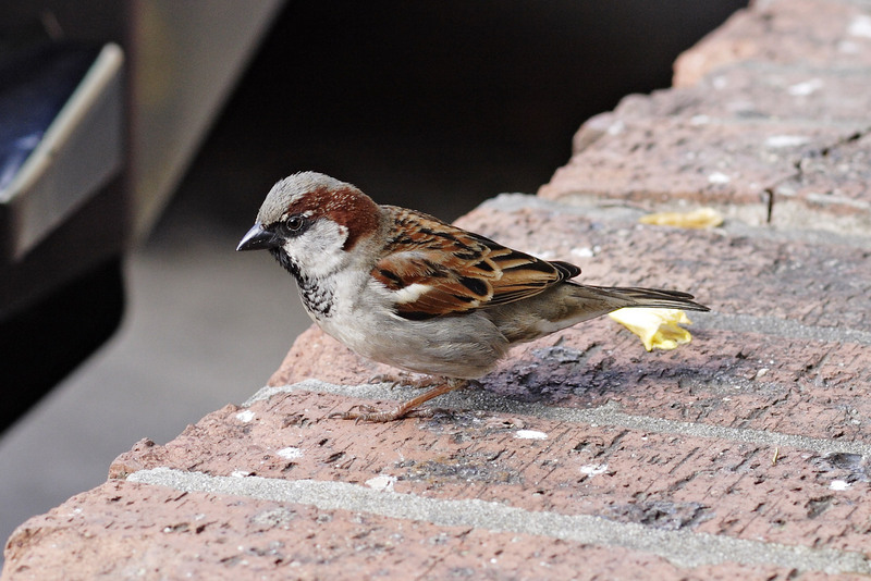 House Sparrow (Passer domesticus) male.jpg