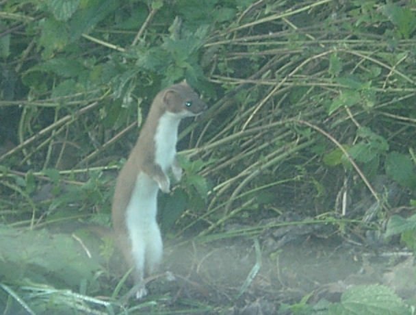 Mauswiesel-Least Weasel (Mustela nivalis).jpg