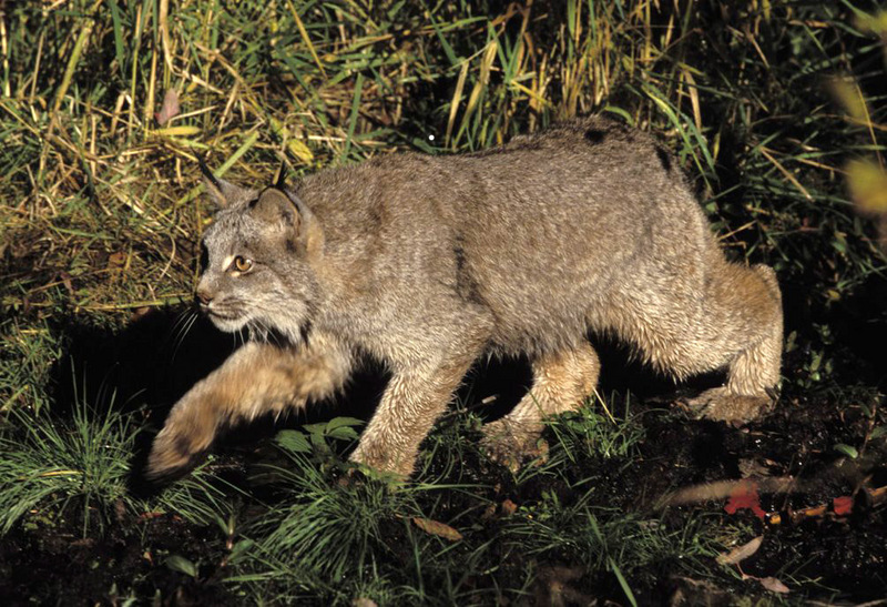 Canadian Lynx (Lynx canadensis).jpg