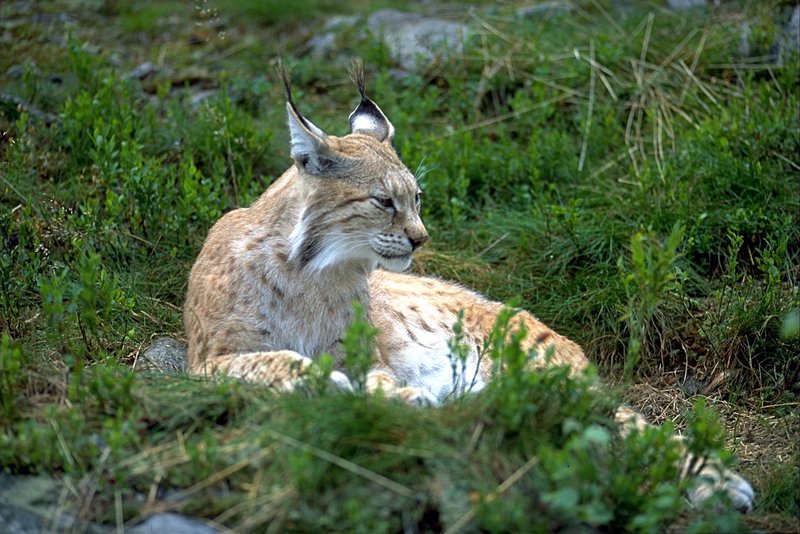 Eurasian Lynx (Lynx lynx) In Numedal.jpg