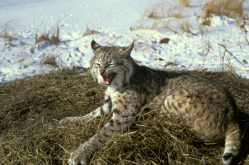 Bobcat (Lynx rufus) sitting.jpg