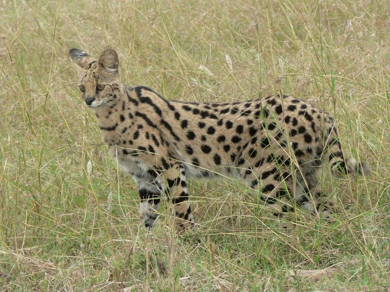Serval (Leptailurus serval) in Tanzania.jpg
