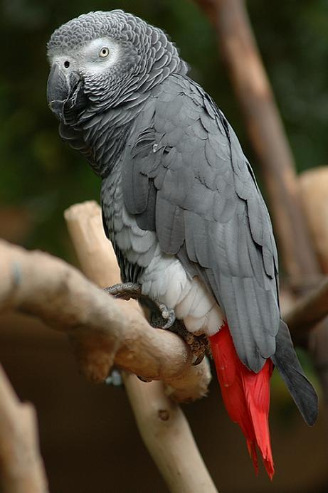 Buberel Gray parrot-Congo African Grey Parrot, Psittacus erithacus erithacus.jpg