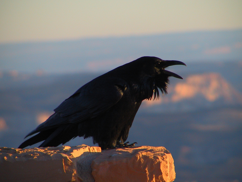 Common Raven, Corvus corax (NPS).jpg