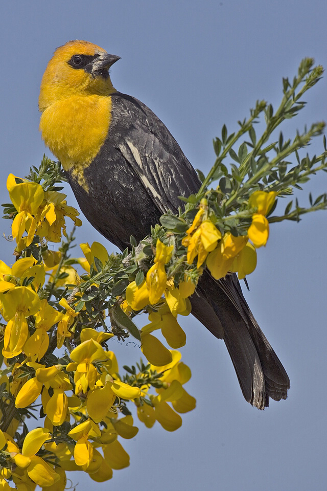 Yellow-headed Blackbird (Xanthocephalus xanthocephalus) - natures pics.jpg