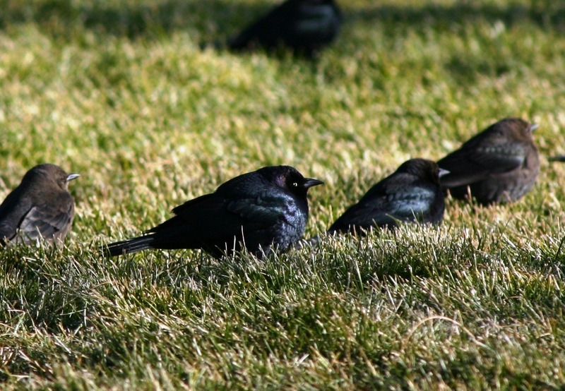 Group of Brewer\'s Blackbird (Euphagus cyanocephalus).jpg