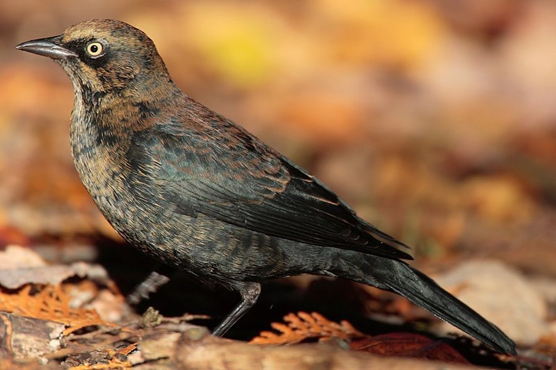 Rusty Blackbird (Euphagus carolinus) Euphagus-carolinus-001.jpg