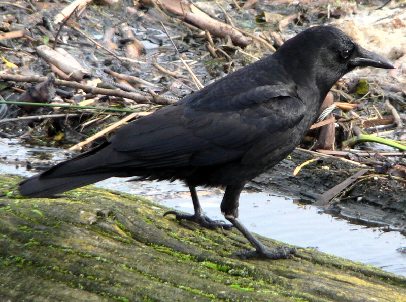 American Crow (Corvus brachyrhynchos) 30196.jpg