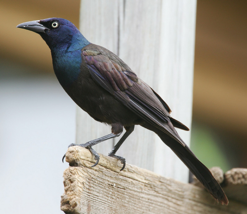 Common Grackle (Quiscalus quiscula)-001.jpg