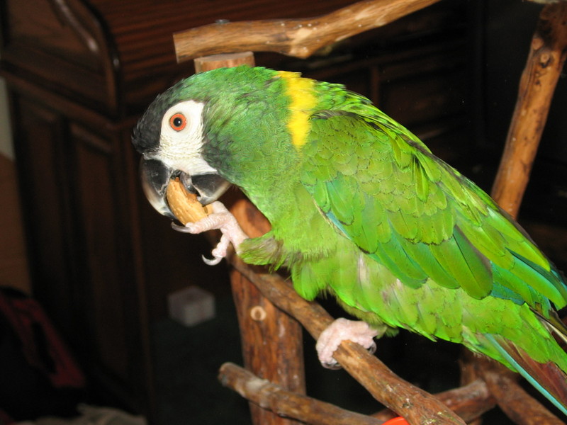 Golden-collared Macaw (Propyrrhura auricollis) 041.jpg