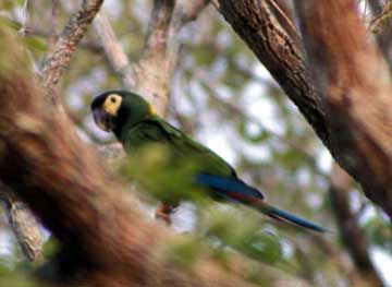 Golden-collared Macaw (Propyrrhura auricollis).jpg