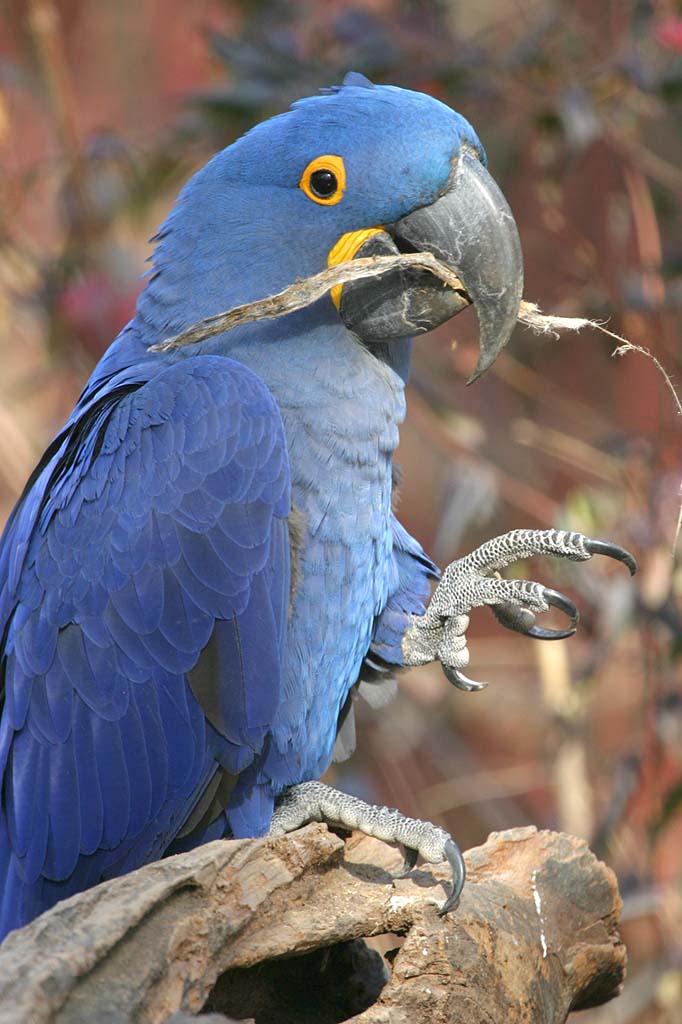 Hyacinth Macaw (Anodorhynchus hyacinthinus)- Nashville Zoo.jpg