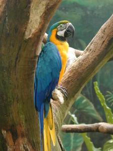 Blue-and-yellow Macaw (Ara ararauna)-jpatokal.jpg