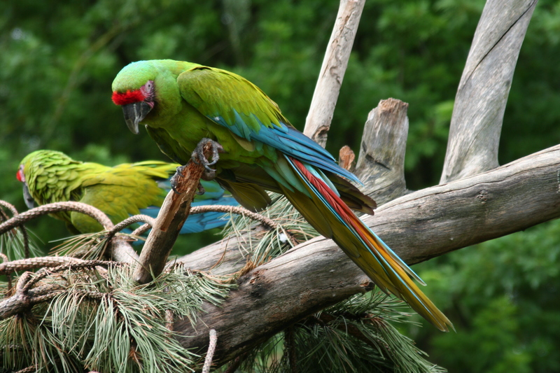 Ara ambigua-Great Green Macaw (Ara ambiguus).jpg