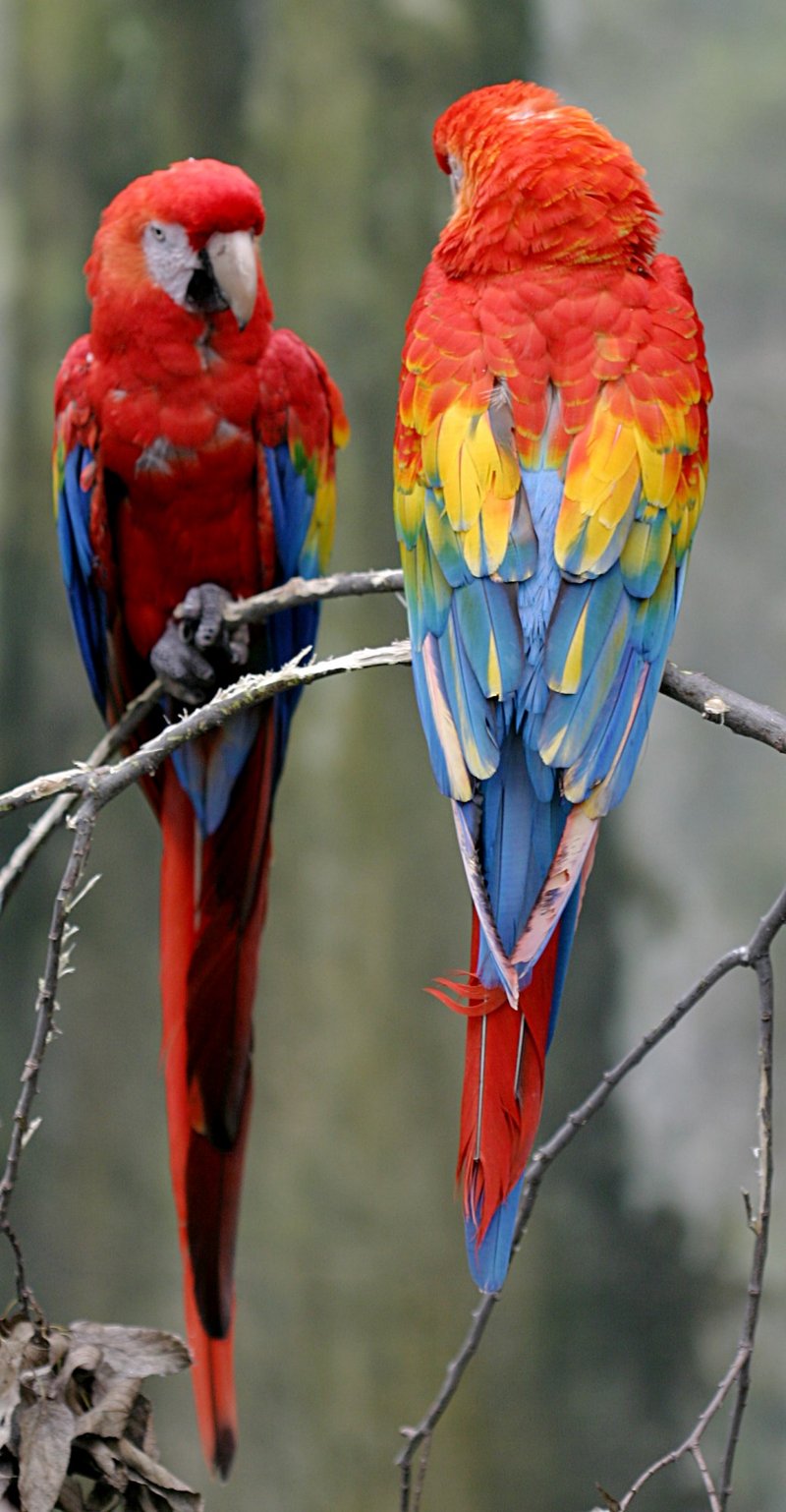 Scarlet Macaw (Ara macao).jpg