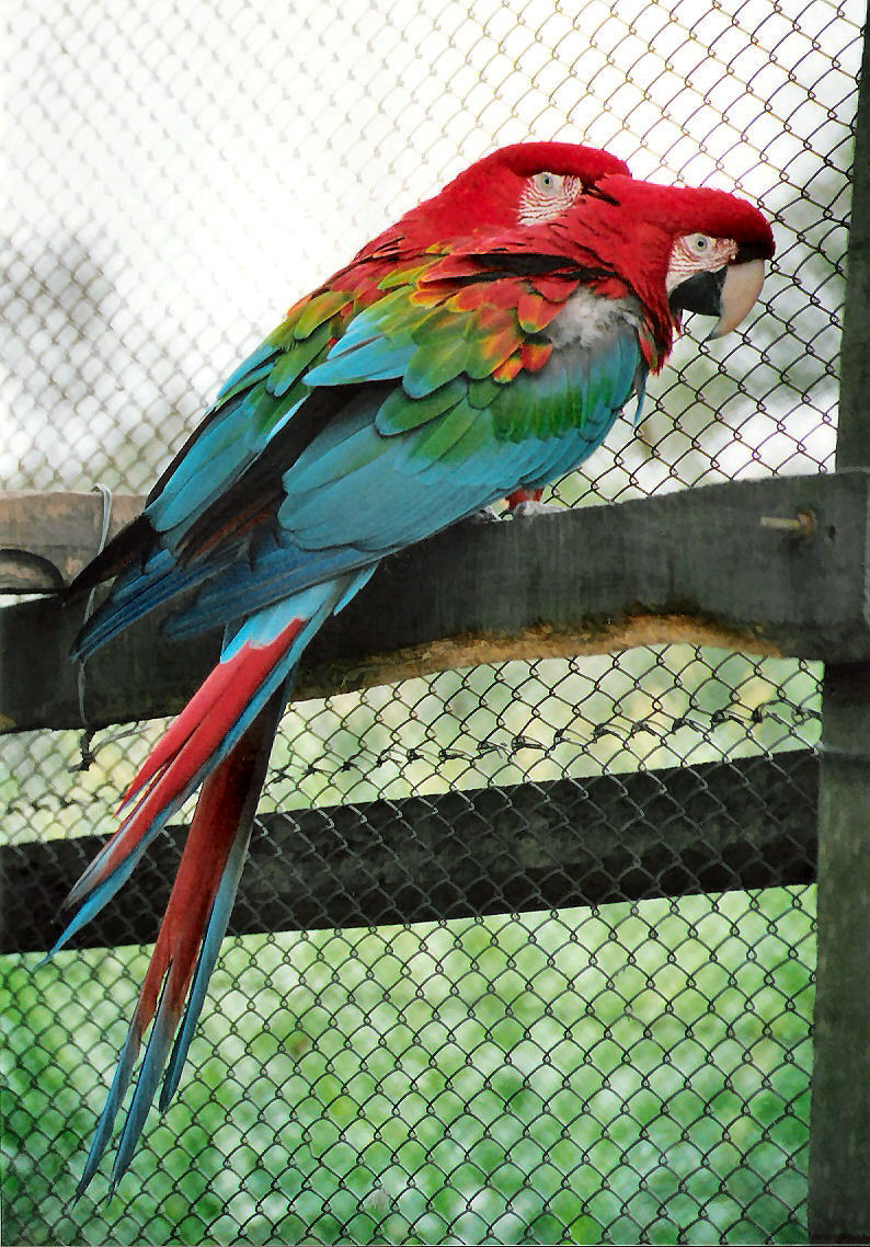 Ara chloropterus pair-Green-winged Macaw (Ara chloroptera).jpg