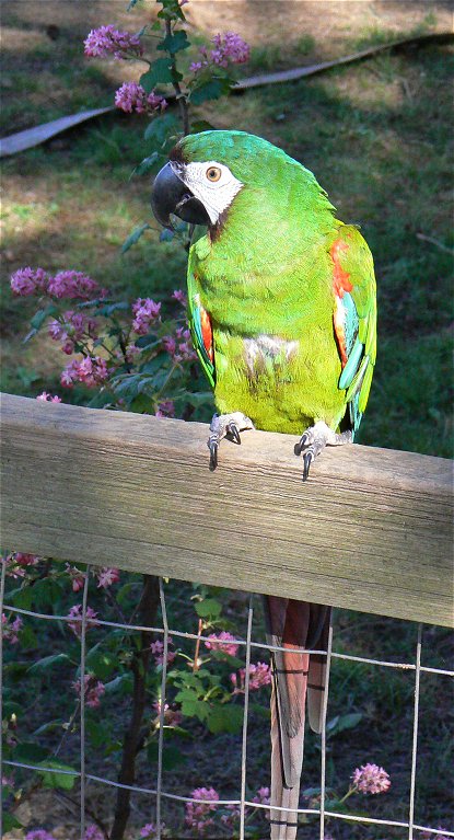 Chestnut-fronted Macaw or Severe Macaw (Ara severa).jpg