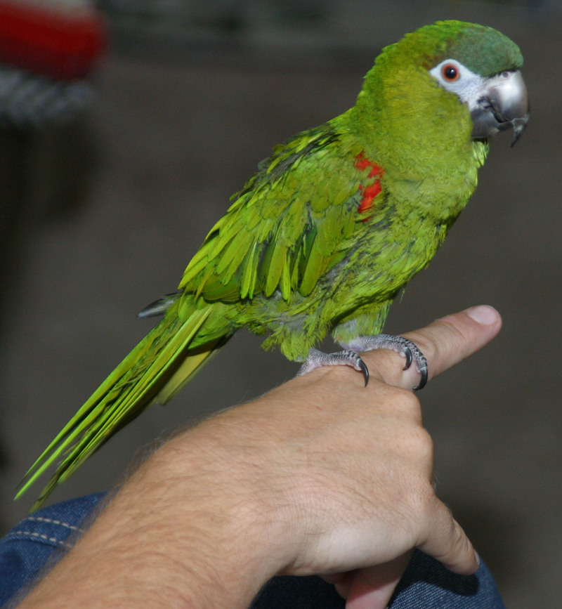 Hahns Macaw-Red-shouldered Macaw (Diopsittaca nobilis).jpg