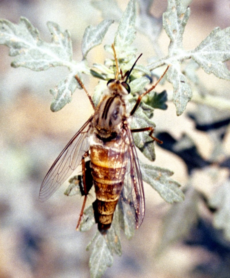 Delhi Sands flower-loving fly (Rhaphiomidas terminatus abdominalis).jpg