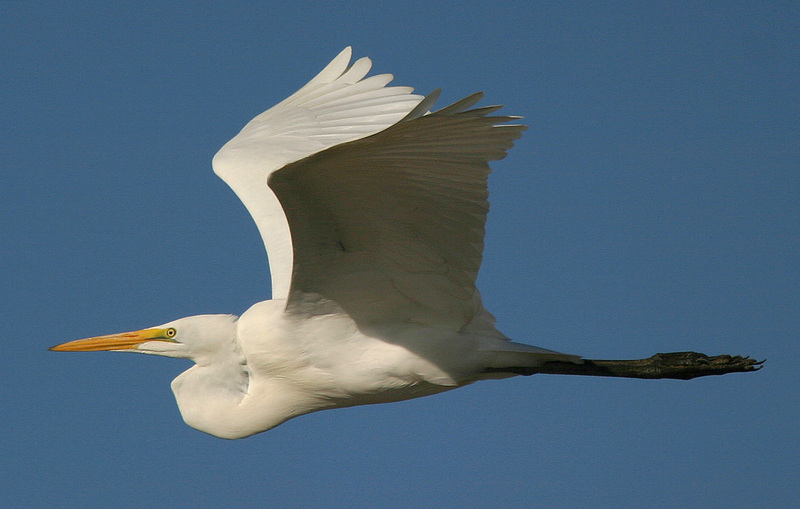 Ardea-alba-001-Great Egret (Casmerodius albus).jpg