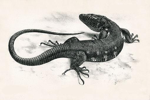 Lacerta simonyi-El Hierro Giant Lizard (Gallotia simonyi).jpg