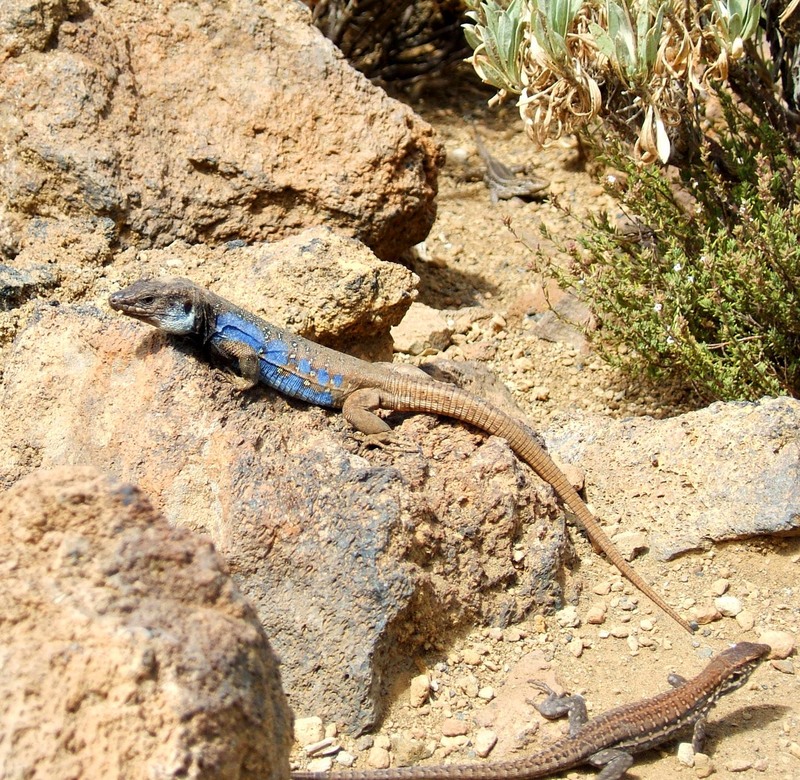 Eidechsen Teide-Canary Island Lizard (Gallotia galloti).jpg