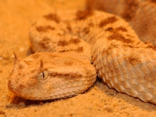 Desert Horned Viper (Cerastes cerastes) head.jpg