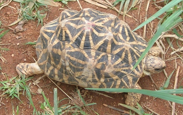 Indian Star Tortoise (Geochelone elegans).jpg