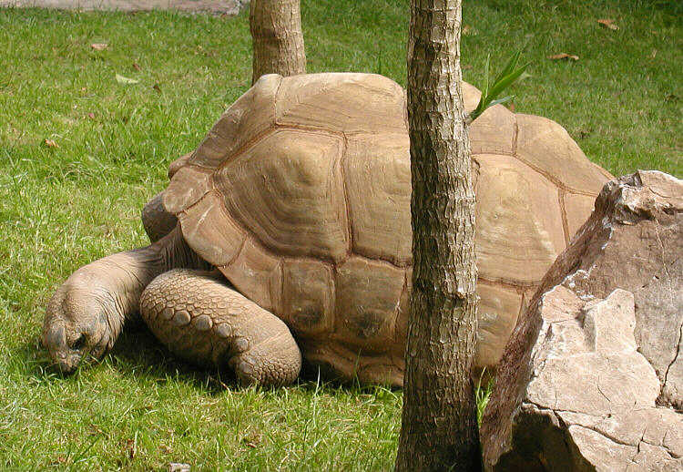 Tortoise.aldabra.750pix-Aldabra Giant Tortoise (Geochelone gigantea).jpg