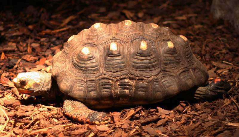 Red-footed Tortoise (Geochelone carbonaria) (Buffalo Zoo).jpg
