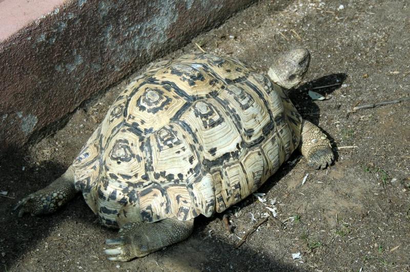 Leopard Tortoise (Geochelone pardalis).jpg