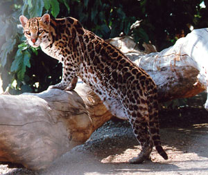 Adult ocelot (Leopardus pardalis).jpg