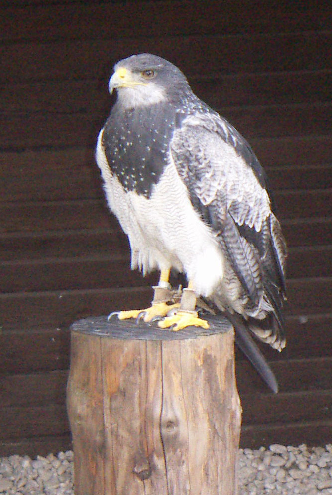 Aguja-Black-chested Buzzard-eagle (Geranoaetus melanoleucus).jpg