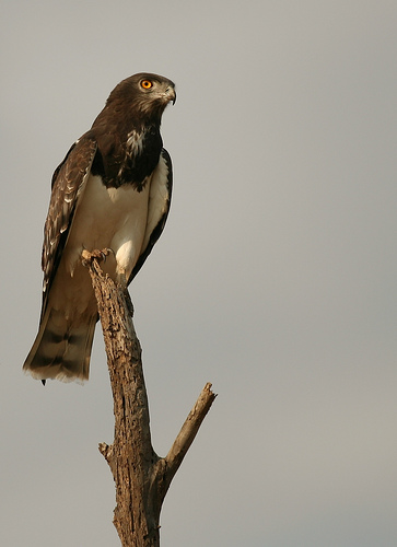 Black-chested Snake-eagle (Circaetus pectoralis).jpg