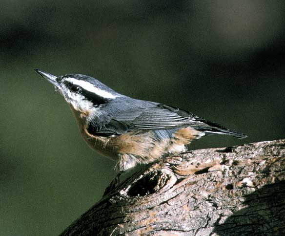 Red-breasted Nuthatch (Sitta canadensis).jpg