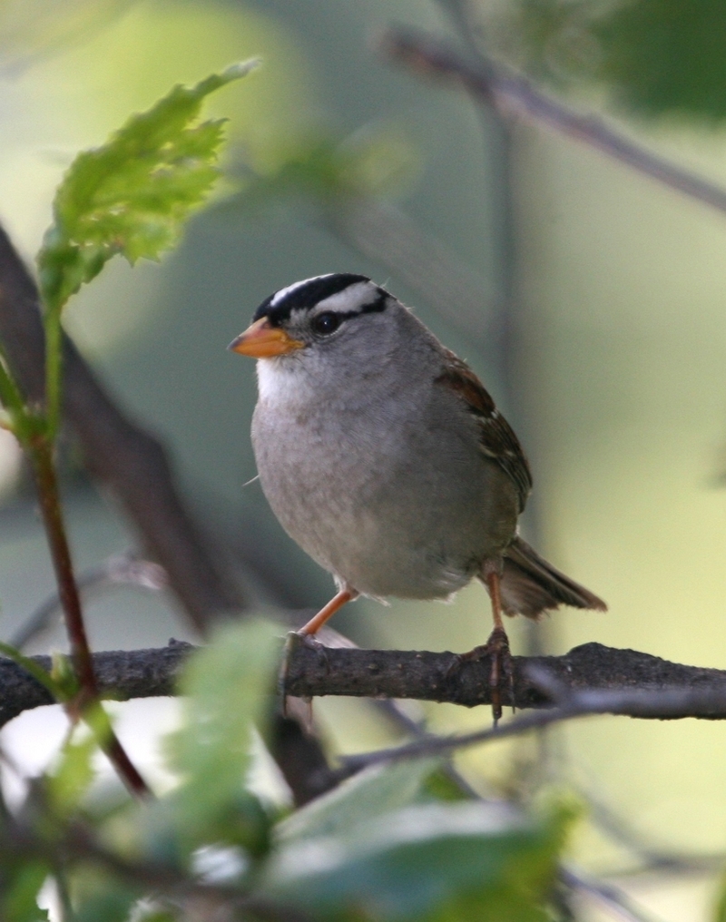 White-crowned Sparrow (Zonotrichia leucophrys).jpg