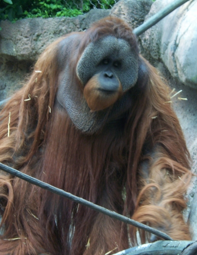 OrangutanP1-Bornean Orangutan (Pongo pygmaeus).jpg
