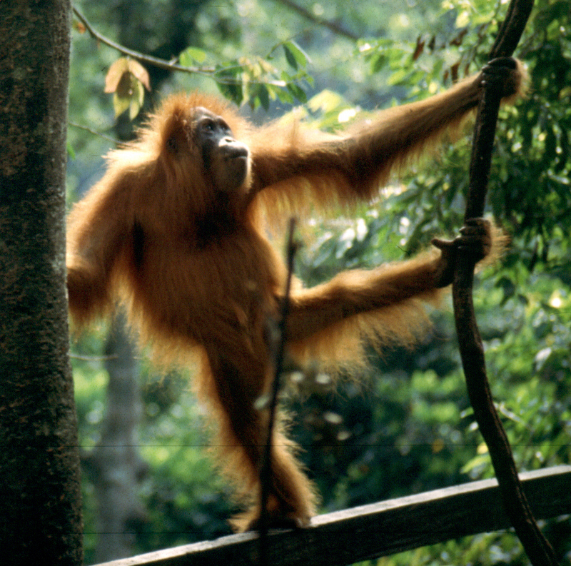 Man of the woods-Sumatran Orangutan (Pongo abelii).jpg