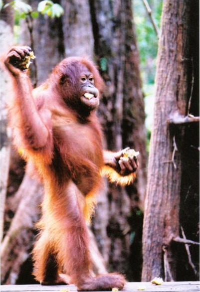Orangutan-Pongo.jpg