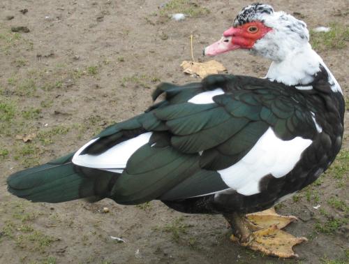 Muscovy Duck (Cairina moschata)-1.jpg