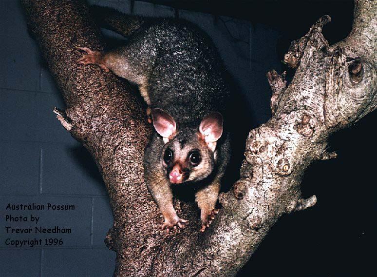 Australian brush-tailed possum-down tree.jpg