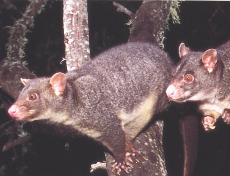 Brushtail Possums.jpg