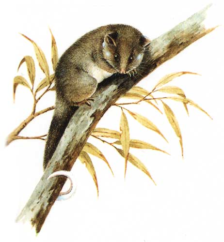 Common Ringtail Possum (Pseudocheirus peregrinus) Pseudocheirus peregrinus-Cayley.jpg