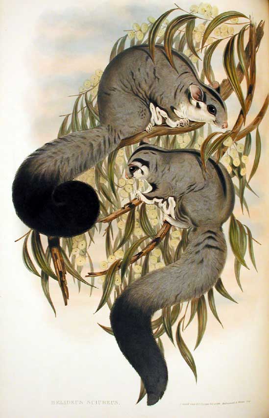 Squirrel Glider (Petaurus norfolcensis) Petaurus norfolcensis - Gould.jpg