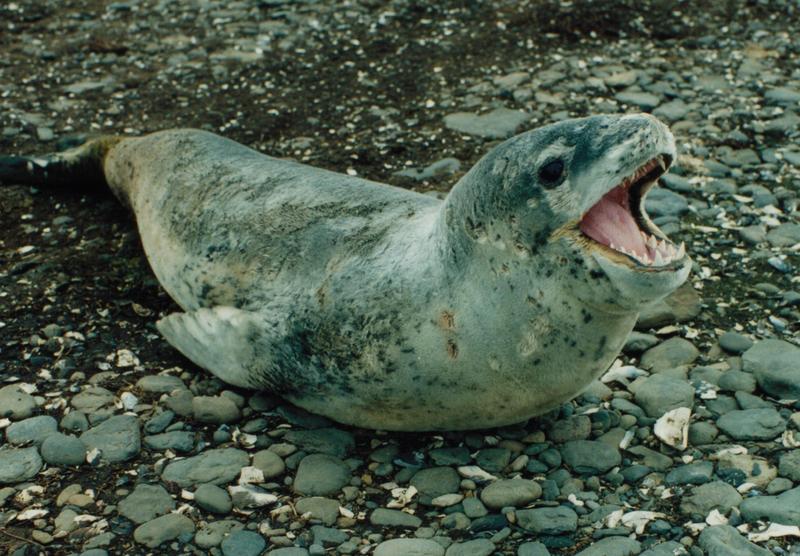 Leopard Seal (Hydrurga leptonyx).jpg