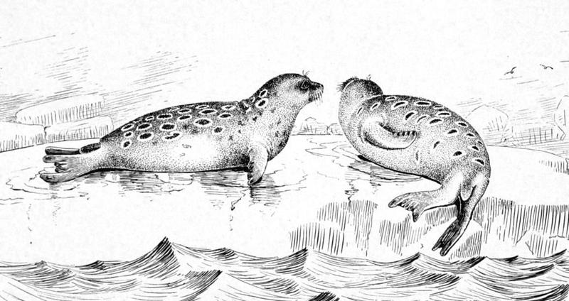 Phoca hispida-Ringed Seal (Pusa hispida).jpg