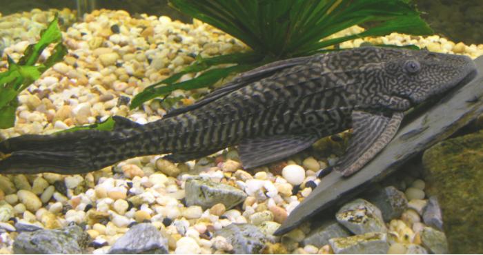 Plecostomus 700-Suckermouth Catfish (Hypostomus plecostomus).jpg