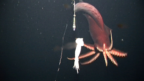 Dana Octopus Squid (Taningia danae) hunting.jpg