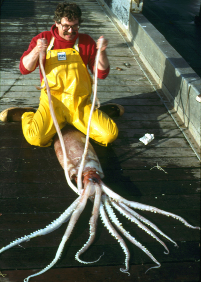 Moroteuthis robusta bronco-Robust Clubhook Squid (Moroteuthis robusta).jpg